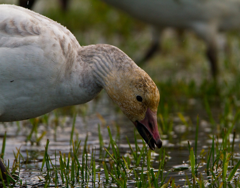 Snow Goose